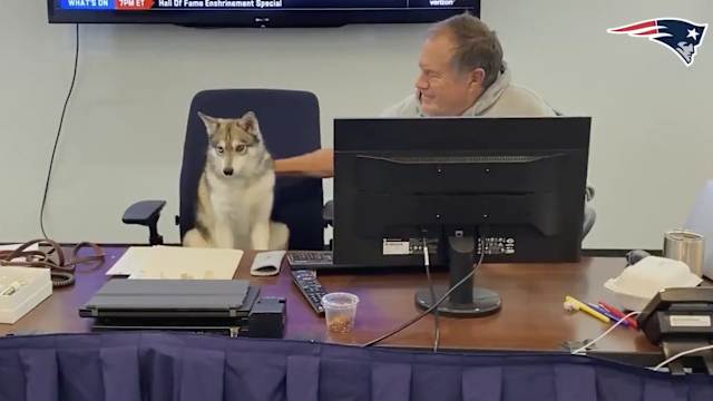 Patriots - Belichick Draft Dog